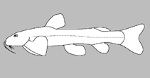 Image of Amphilius zuluorum (uMkhomazi mountain catfish)