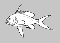 Image of Anthias noeli (Rosy Jewelfish)
