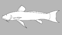 Image of Astroblepus chinchaoensis 