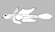 Image of Callionymus ochiaii (Japanese lowfin deepwater dragonet)