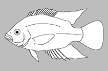 Image of Mylochromis gracilis (Haplochromis torpedo stripe)
