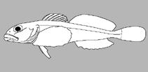 Image of Sigmistes smithi (Arched sculpin)