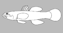 Image of Philypnodon grandiceps (Flathead gudgeon)