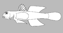 Image of Eviota angustifascia (Whiteline dwarfgoby)