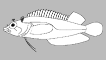 Image of Haptoclinus apectolophus (Uncombed blenny)