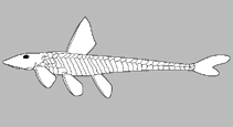 Image of Microplecostomus forestii 