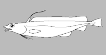 Image of Pterophycis spatium (Bigfin mora)