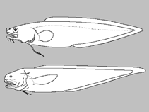 Image of Ophidion guianense (Guianan cusk-eel)