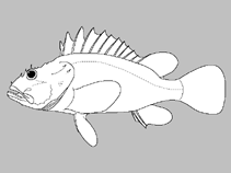 Image of Pontinus strigatus (Stalkeye scorpionfish)