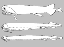 Image of Melanostomias pauciradius (Three-ray dragonfish)