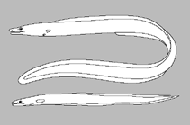 Image of Atractodenchelys brevitrunca (Short-bodied arrowtooth eel)