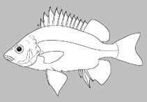 Image of Syncomistes carcharus (Sharp-toothed grunter)