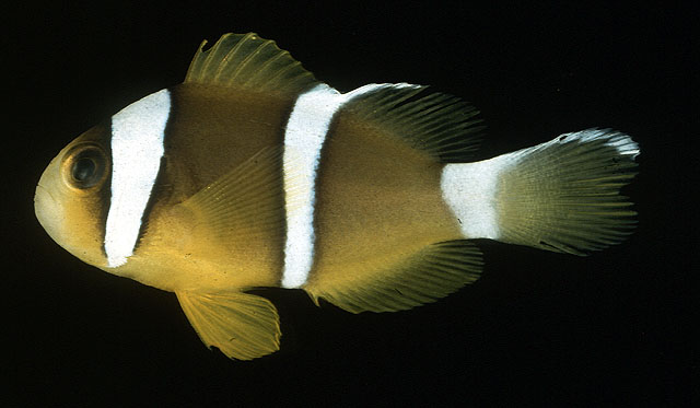 Amphiprion chrysopterus