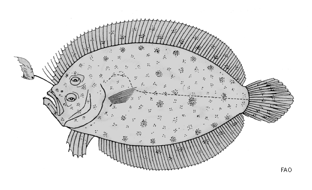 Asterorhombus cocosensis