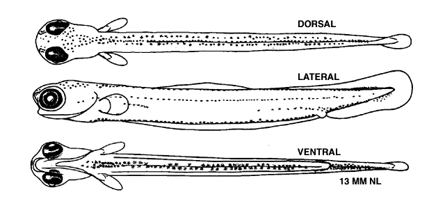 Catostomus commersonii