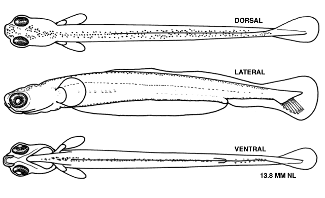 Catostomus commersonii