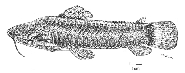 Callichthys fabricioi