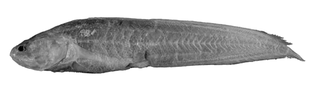 Didymothallus mizolepis