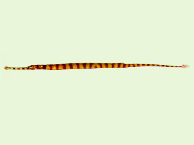 Dunckerocampus dactyliophorus