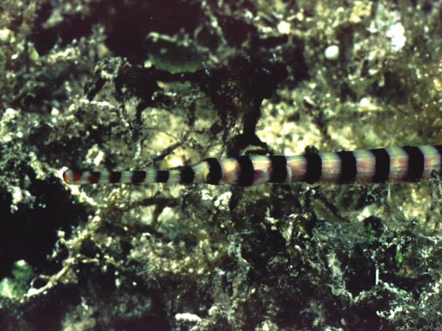 Dunckerocampus dactyliophorus