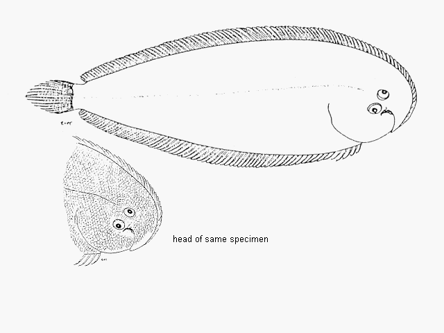 Heteromycteris capensis