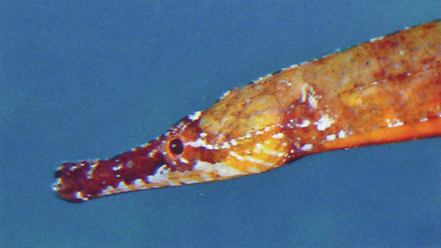 Hippichthys cyanospilos