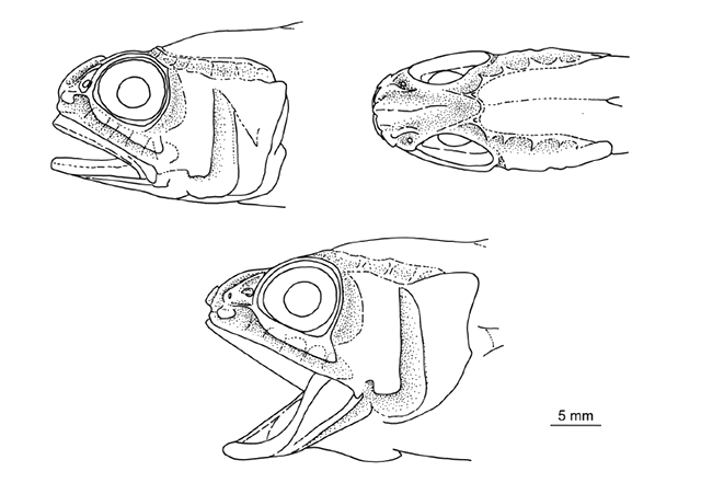Hymenocephalus longipes