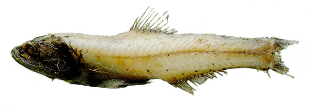 Lampanyctus tenuiformis