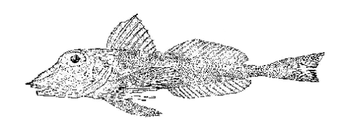 Lepidotrigla longifaciata