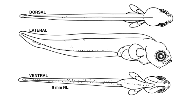 Myzopsetta ferruginea