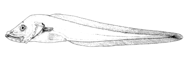 Lycodapus pachysoma