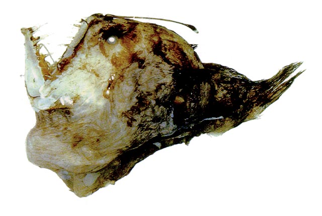 Melanocetus johnsonii
