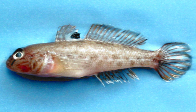 Neogobius melanostomus