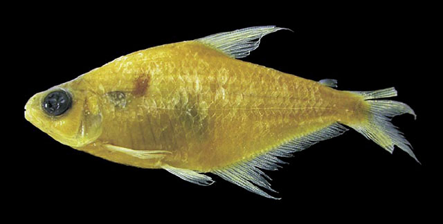 Phenacogaster maculoblonga