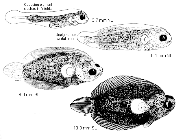 Pleuronichthys coenosus