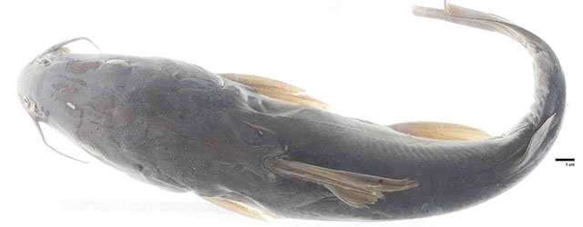 Potamarius izabalensis