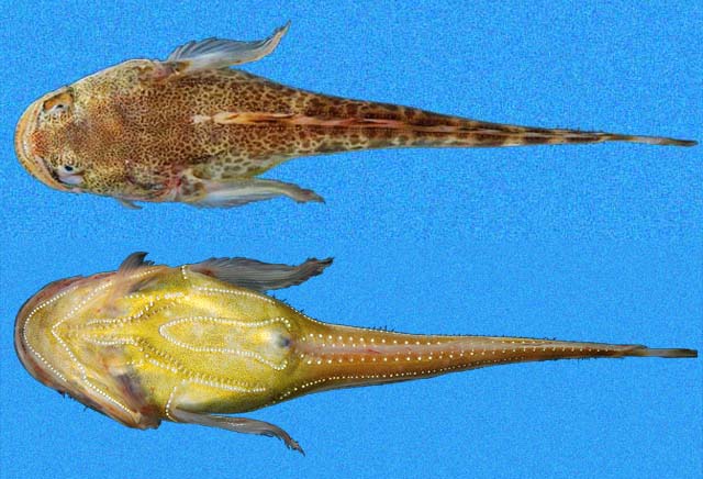 Porichthys margaritatus