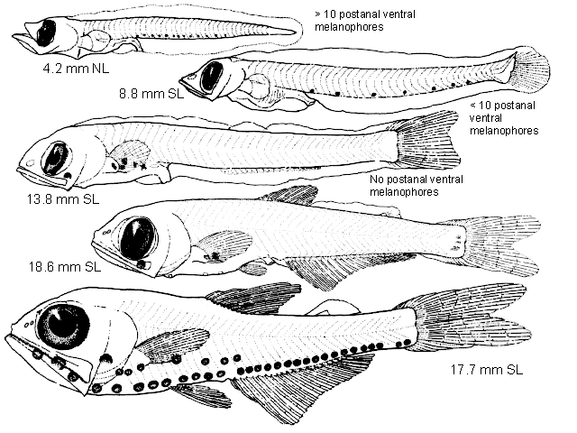 Protomyctophum thompsoni