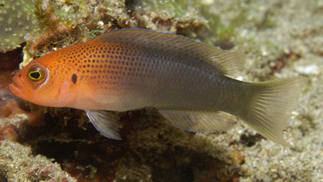 Pseudochromis erdmanni