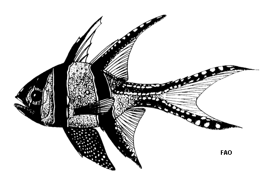 Pterapogon kauderni