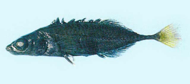 Pungitius sinensis