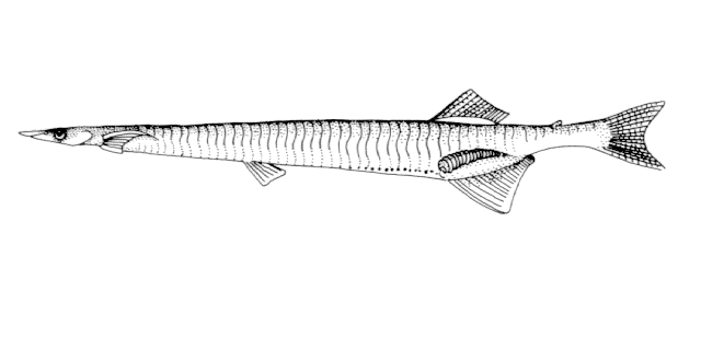 Salanx prognathus