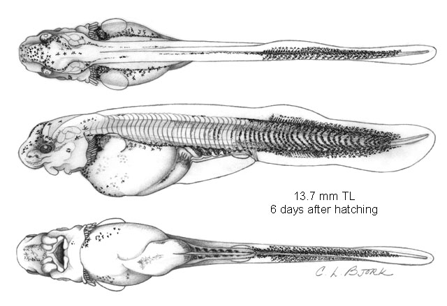 Scaphirhynchus albus
