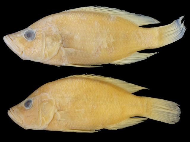Serranochromis altus