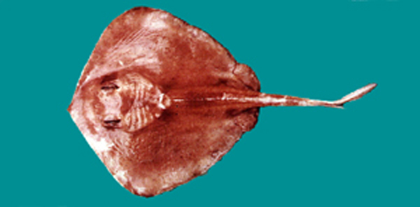 Urolophus aurantiacus