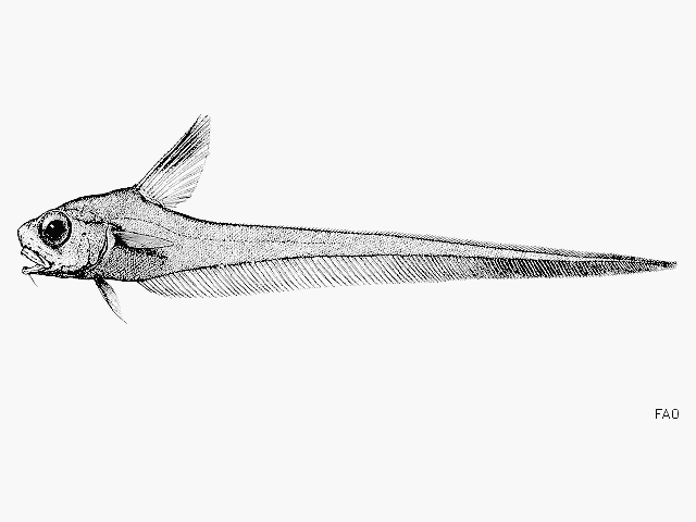 Lucigadus nigromaculatus