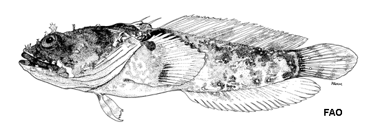 Vladichthys gloverensis