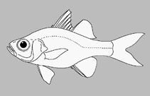 Image of Ambassis jacksoniensis (Port Jackson glassfish)