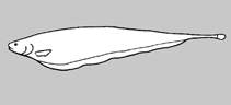 Image of Sternarchorhynchus mendesi (Mendes’ tube-snouted ghost knifefish)