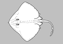 Image of Arhynchobatis asperrimus (Longtail skate)
